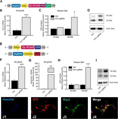 Development and Validation of CRISPR Activator Systems for Overexpression of CB1 Receptors in Neurons